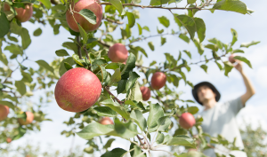 りんごの葉っぱ取りや収穫