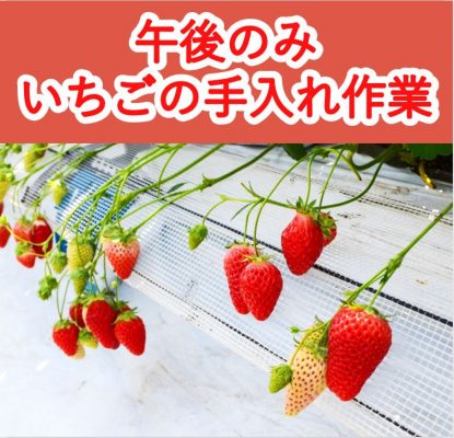 「「午後のみ」4月のいちごの手入れ作業のお仕事カレンダー」のサムネイル