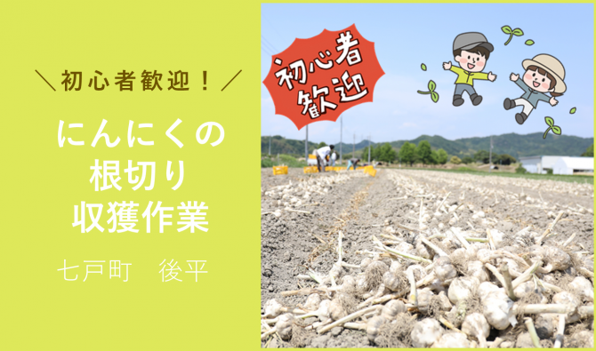 「「 八甲田農場さん」にんにく根切・収穫作業 (女性のお仕事)6月お仕事カレンダー」のサムネイル