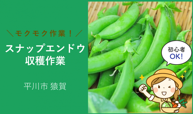 「水木農園 平川市 スナップエンドウ収穫作業 6月お仕事カレンダー」のサムネイル