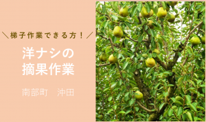 「「 工藤喜代治さん」南部町 洋なし摘果作業 5月お仕事カレンダー」のサムネイル