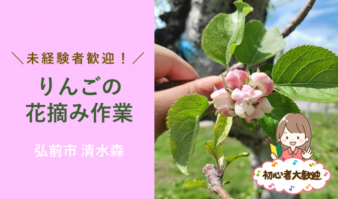 「「日本園芸授粉研究所さん/相馬野脇/花摘み作業」5月のお仕事カレンダー」のサムネイル