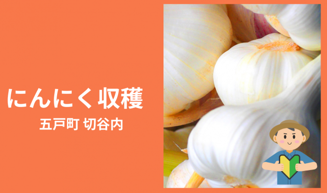 「「 とよかわ農園さん」五戸町 にんにく収穫作業　 6月お仕事カレンダー」のサムネイル