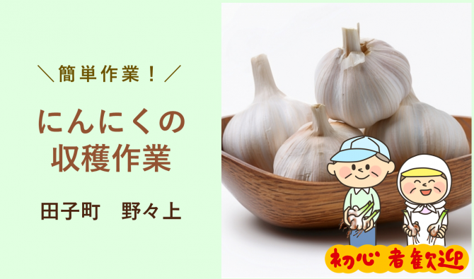 「「 種子にんにく農園さん」田子町 にんにくの収穫作業 6月お仕事カレンダー」のサムネイル
