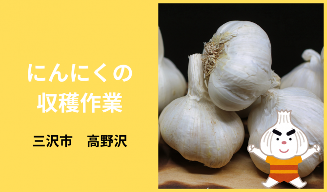 「「 一戸農園さん」三沢市 にんにく収穫補助作業 6月お仕事カレンダー」のサムネイル