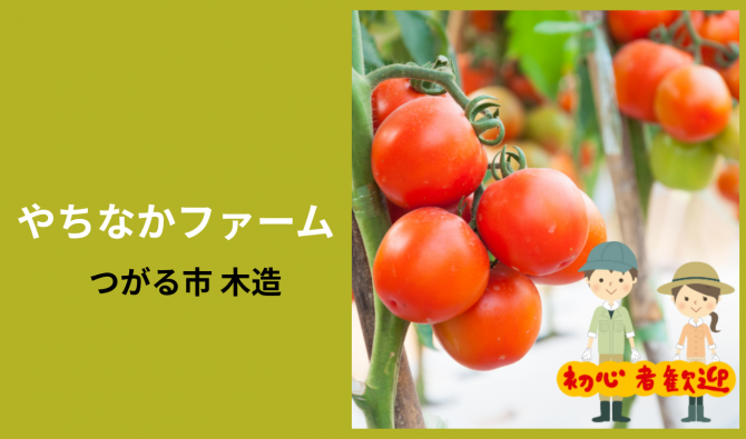 「「 やちなかファームさん」つがる市　ミニトマトの収穫作業 6月お仕事カレンダー」のサムネイル