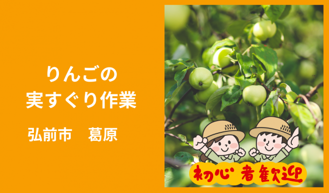 「「 田村農園さん」弘前市 りんご実すぐり作業 6月お仕事カレンダー」のサムネイル