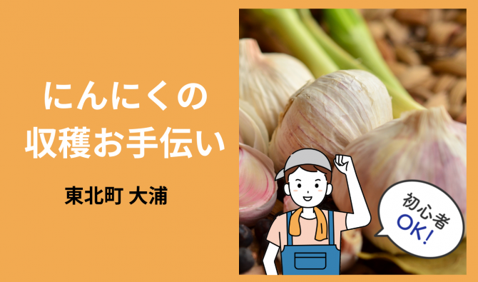 「「 小川原湖農園さん」東北町 にんにく収穫作業のお手伝い 6月お仕事カレンダー」のサムネイル