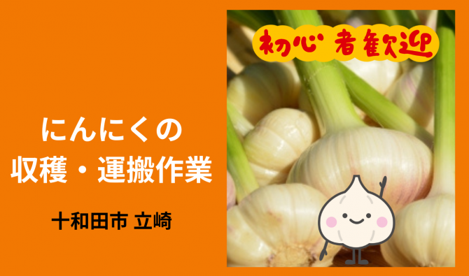 「「 立崎輝貴さん」十和田市 にんにく収穫作業 7月お仕事カレンダー」のサムネイル