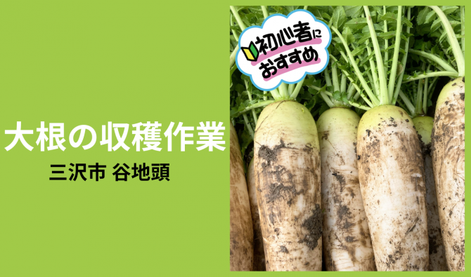 「織笠徳任さん / 三沢市 大根の収穫作業＝10時＝　７月」のサムネイル