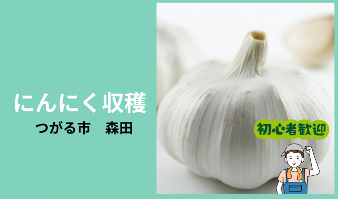 「「 野澤茂実さん」つがる市 にんにく収穫作業 6月お仕事カレンダー」のサムネイル