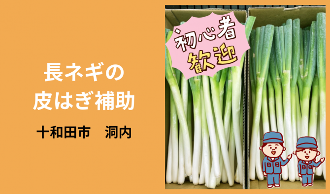 「「 水尻政雄さん」十和田市 【未経験者】長ネギの皮はぎ作業補助🔰 8月お仕事カレンダー」のサムネイル