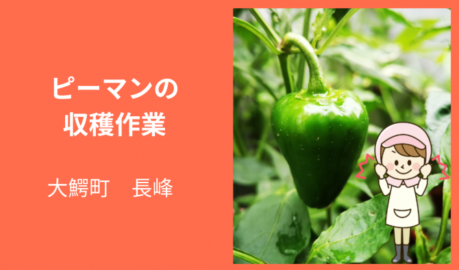 「「 山本農園さん」大鰐町 ピーマンの収穫＆選果作業 8月お仕事カレンダー」のサムネイル