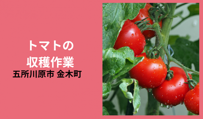 「「 大西農園さん」五所川原市 トマトの収穫作業 7月お仕事カレンダー」のサムネイル