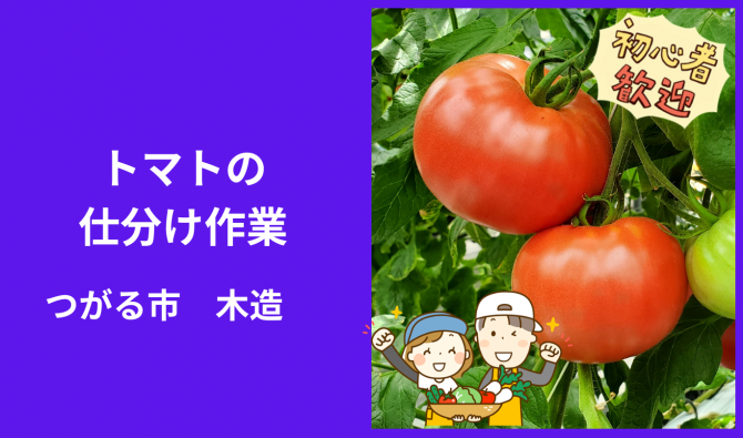 「「🍅小笠原農園さん」つがる市 トマトの仕分け作業 8月お仕事カレンダー」のサムネイル