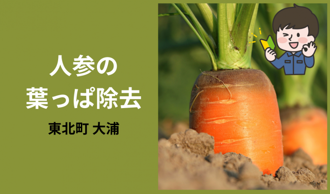 「「合同会社小川原湖農園さん」人参の選別に関わる簡単な仕事	7月のお仕事カレンダー」のサムネイル