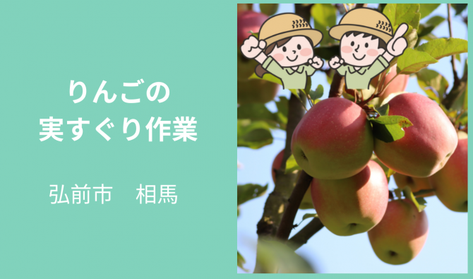 「「 りんごの三上農園さん」りんごの実すぐり作業 8月お仕事カレンダー」のサムネイル