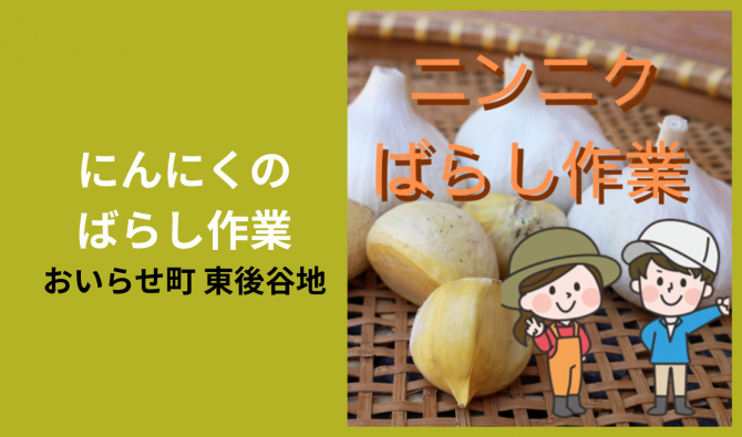 「「 シルクファームさん」 おいらせ町 にんにくのバラシ作業 8月お仕事カレンダー」のサムネイル