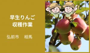 「「 りんごの三上農園さん」早生りんごの収穫作業 9月お仕事カレンダー」のサムネイル