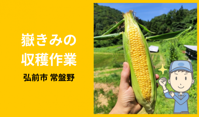 「「崎野農園さん」 弘前市 嶽きみ収穫作業 8月お仕事カレンダー」のサムネイル