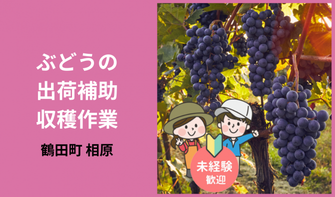 「「  津軽ぶどう楽園さん」鶴田町 ぶどうの実すぐり・収穫作業  9月お仕事カレンダー」のサムネイル