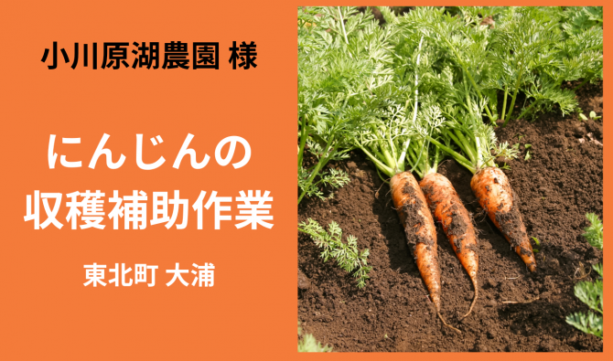 「「 小川原湖農園さん」東北町 にんじん収穫補助作業  11月お仕事カレンダー」のサムネイル