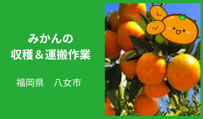 「八女市「みかんの収穫・運搬作業」9月お仕事カレンダー」のサムネイル