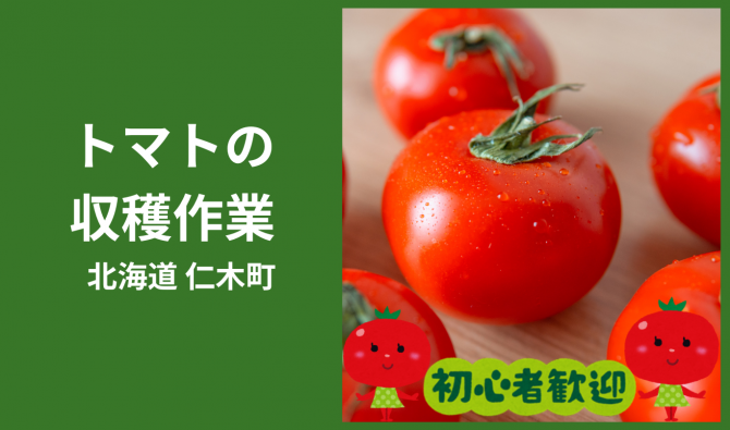 「「 坂東農園 さん」仁木町 ミニトマトの収穫作業 9月お仕事カレンダー」のサムネイル