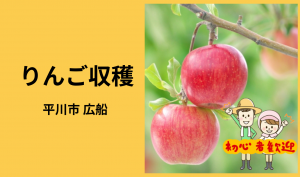 「「 🍎美味しい外川農園さん」平川市 りんごの葉とり＆収穫作業 9月お仕事カレンダー」のサムネイル