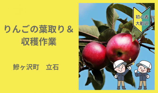 「「ヒバリ農園さん」鯵ヶ沢町  りんごの葉取り・収穫作業  9月お仕事カレンダー」のサムネイル
