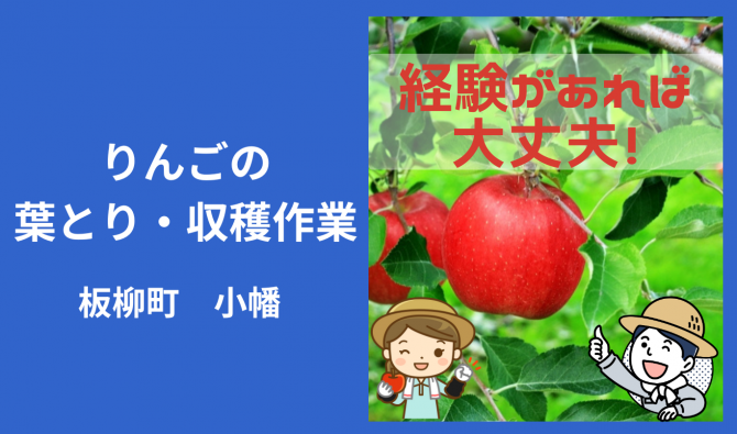 「「 野宮農園さん」板柳町 りんご実すぐり作業 9月お仕事カレンダー」のサムネイル