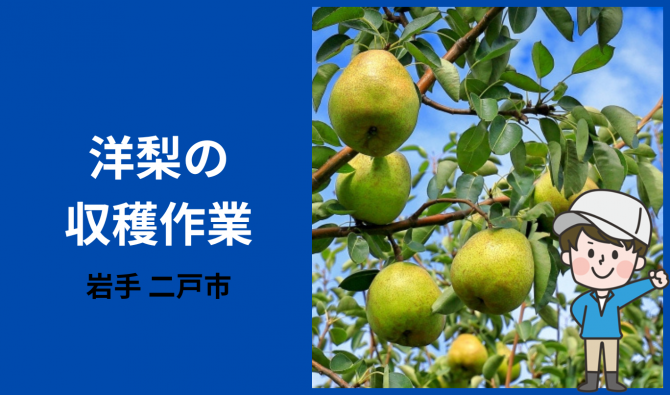 「「 工藤喜代治さん」南部町 西洋梨 収穫作業  9月お仕事カレンダー」のサムネイル