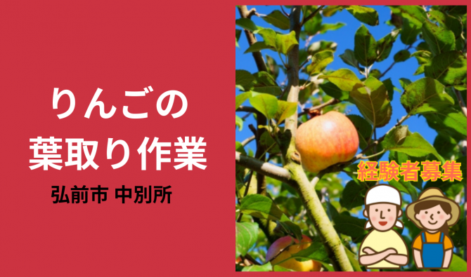 「「  Tusima Apple Farmさん」弘前市 りんごの葉取り作業  9月お仕事カレンダー」のサムネイル