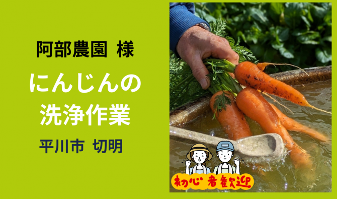 「「阿部農園さん」平川市 にんじん洗浄・収穫作業【半日】10月お仕事カレンダー」のサムネイル