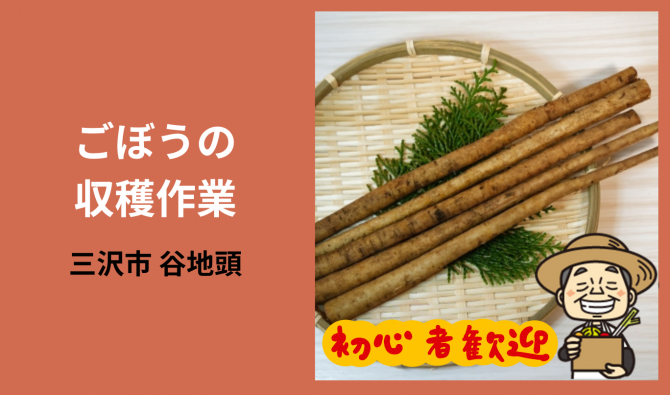 「「織笠浩美さん」三沢市　ごぼうの収穫作業 9月のお仕事カレンダー」のサムネイル