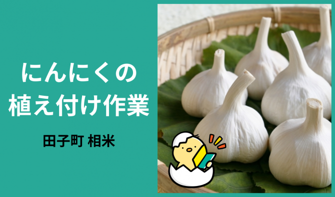 「「やまもと農産さん」田子町 りんごの葉取り作業  10月お仕事カレンダー」のサムネイル