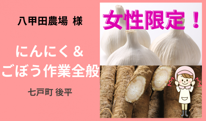 「「 八甲田農場さん」にんにく&ごぼう作業全般(女性限定) 10月お仕事カレンダー」のサムネイル