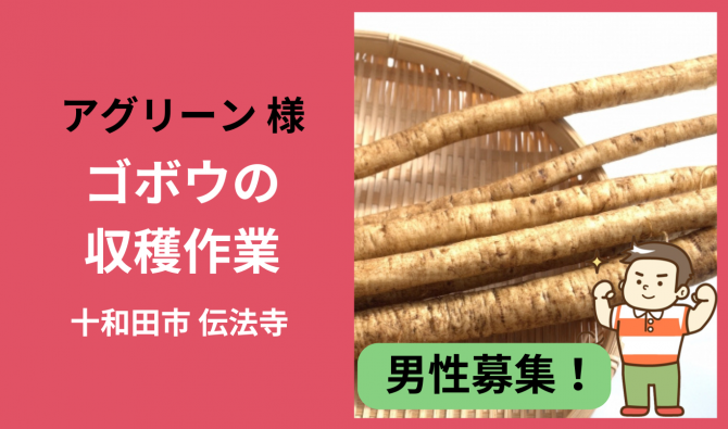 「「株式会社アグリーンさん」十和田市 ごぼうの収穫作業  11月お仕事カレンダー」のサムネイル