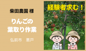 「「柴田農園さん」弘前市 りんごの葉とり作業 10月のお仕事カレンダー」のサムネイル