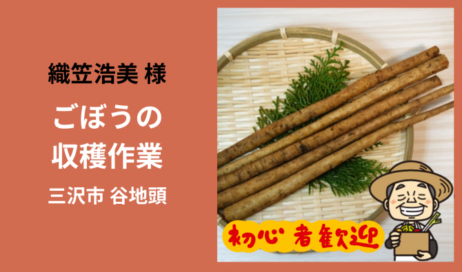 「「織笠浩美さん」 三沢市 ごぼうの収穫、選別作業  11月お仕事カレンダー」のサムネイル
