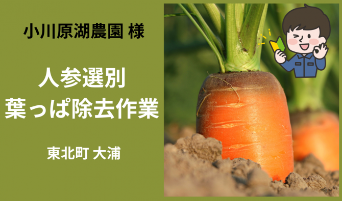 「「 小川原湖農園さん」東北町 にんじんの選別・葉っぱ除去作業  11月お仕事カレンダー」のサムネイル