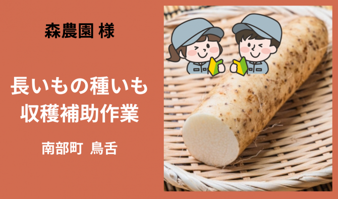 「「 森農園さん」南部町 ナガイモの収穫補助 11月お仕事カレンダー」のサムネイル