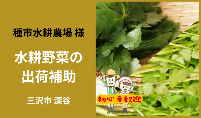 「「 種市水耕農場さん」 三沢市 セリ・小ネギ・三つ葉の出荷準備作業 12月お仕事カレンダー」のサムネイル