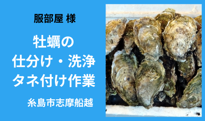 「「服部屋さん」 糸島市 牡蠣(カキ)の仕分け・洗浄・タネ付け作業  3月お仕事カレンダー」のサムネイル