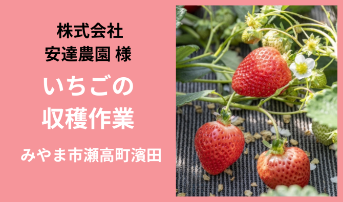 「「 株式会社安達農園さん」みやま市 いちごの収穫作業【午前】  3月お仕事カレンダー」のサムネイル