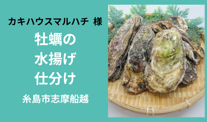 「「カキハウスマルハチさん」糸島市  カキの水揚げ・仕分け・洗浄・タネ付作業 3月お仕事カレンダー」のサムネイル