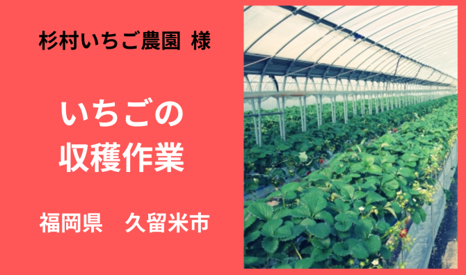 「「杉村いちご農園さん」 久留米市 いちご収穫作業 3月お仕事カレンダー」のサムネイル