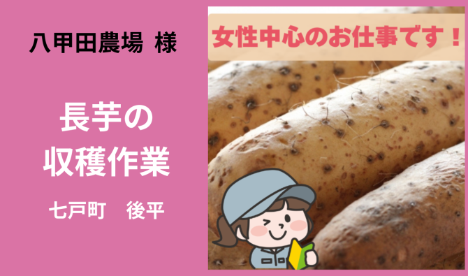 「「 株式会社八甲田農場さん」 七戸町 ナガイモ収穫作業全般【女性】 3月お仕事カレンダー」のサムネイル