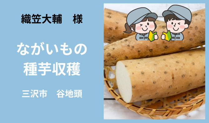 「「 織笠大輔 さん」 三沢市 ながいもの種芋収穫作業  3月お仕事カレンダー」のサムネイル