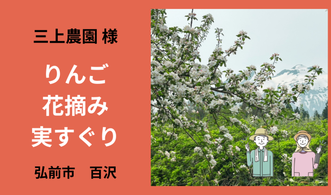 「「 三上農園さん」 弘前市 りんご花摘み・実すぐり作業 ５月お仕事カレンダー」のサムネイル